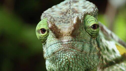 Reptiles Reptiles