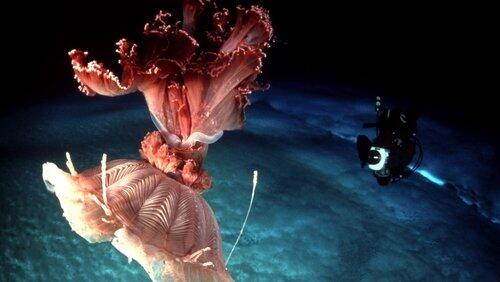 Under Antarctic Ice Under Antarctic Ice