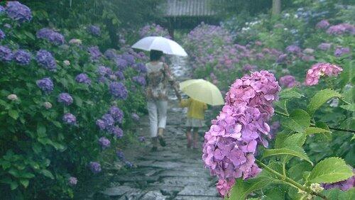 Rain Rain
