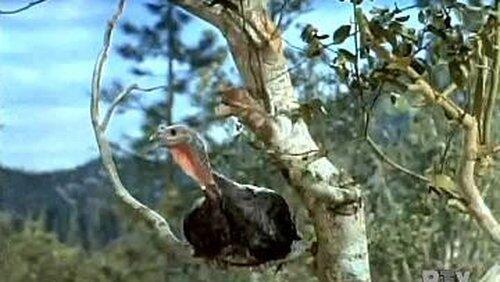 The Thanksgiving Story The Thanksgiving Story