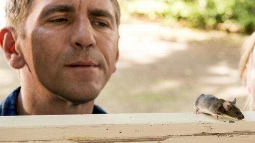 Housemouse Housemouse