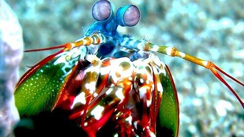Shell-Bound Shell-Bound