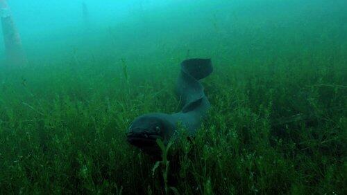 The Mystery of Eels The Mystery of Eels