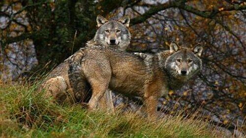 Transylvania - Living with Predators Transylvania - Living with Predators