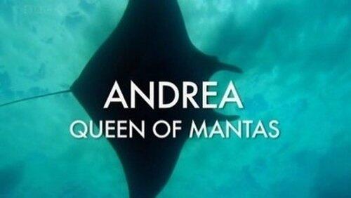Andrea - Queen of Mantas Andrea - Queen of Mantas