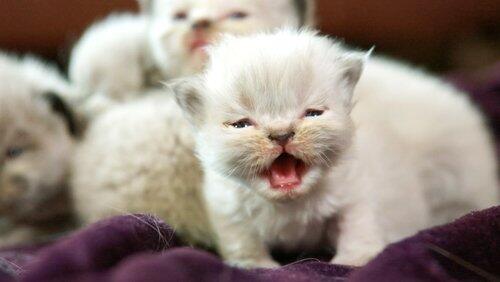Shy Kitties Shy Kitties