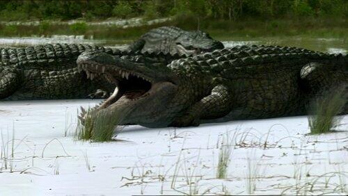 SuperCroc SuperCroc