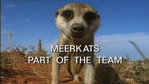 Meerkats: Part of the Team Meerkats: Part of the Team