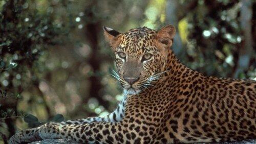 Leopards of Yala Leopards of Yala