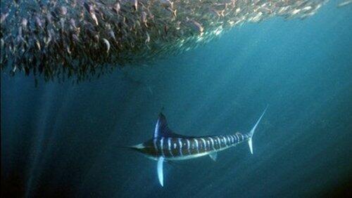 Superfish Superfish