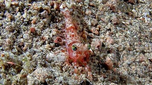 Coming Out of the Shell With Crustaceans Coming Out of the Shell With Crustaceans