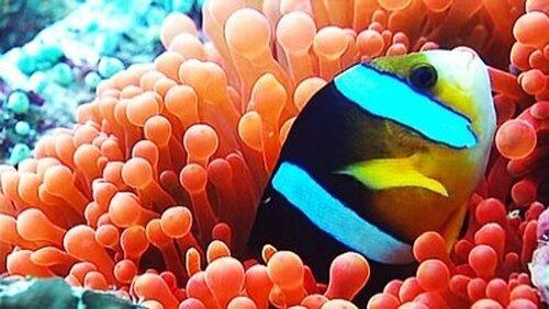 Wild Indonesia: Underwater Worlds Wild Indonesia: Underwater Worlds