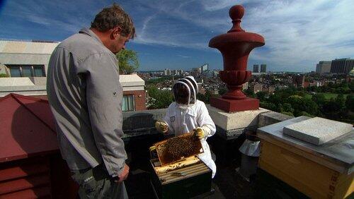 Setting Up a Beehive; Adding Lighting to a Dark Kitchen Setting Up a Beehive; Adding Lighting to a Dark Kitchen