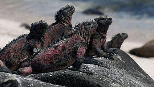 The Dragons of Galapagos The Dragons of Galapagos