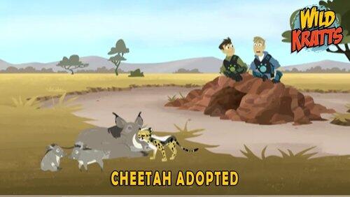Cheetah Adopted Cheetah Adopted