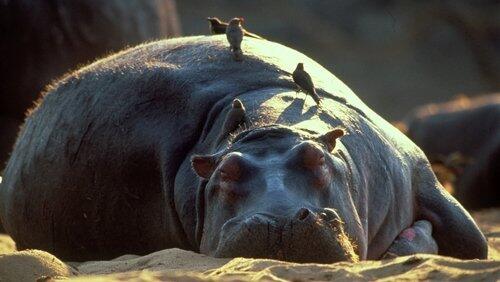Hippo Beach Hippo Beach