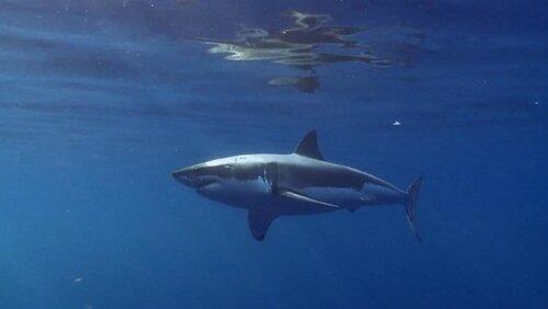 Anatomy of a Shark Attack