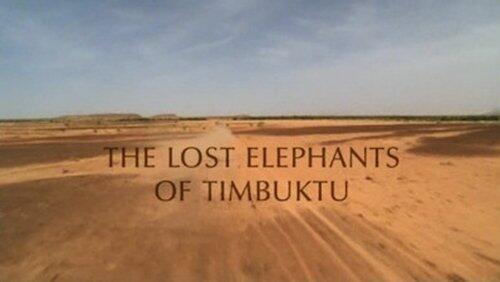 The Lost Elephants of Timbuktu The Lost Elephants of Timbuktu