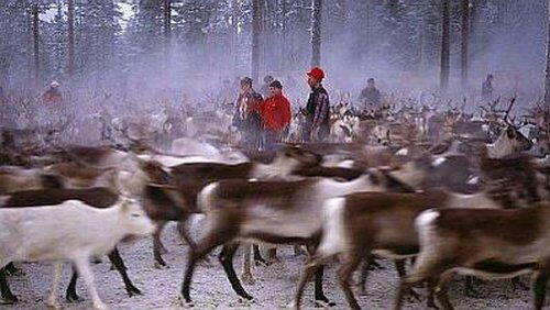 On the Path of the Reindeer On the Path of the Reindeer