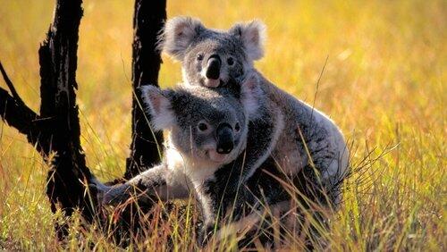 Cracking the Koala Code Cracking the Koala Code