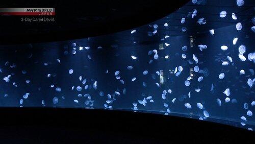 Caring for the Aquarium's Fragile Jewelry Caring for the Aquarium's Fragile Jewelry
