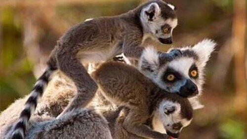 Madagascar - Land of Lemurs Madagascar - Land of Lemurs