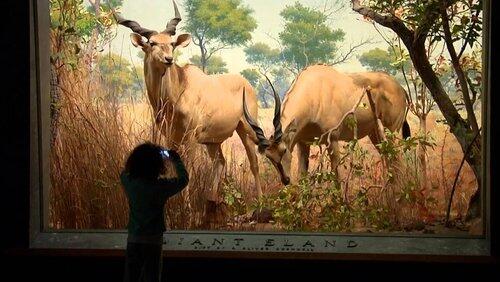 Museum of Natural History Museum of Natural History