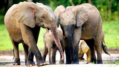 Forest Elephants - Rumbles in the Jungle Forest Elephants - Rumbles in the Jungle
