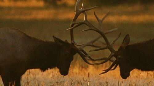 Antler Assault Antler Assault