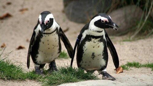 The World of Penguins The World of Penguins