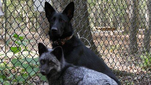 The Fox and the Hound The Fox and the Hound