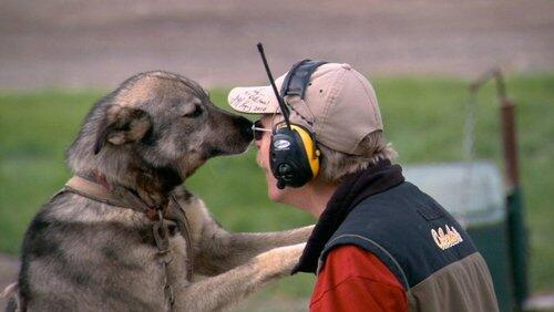 Dogs Dogs