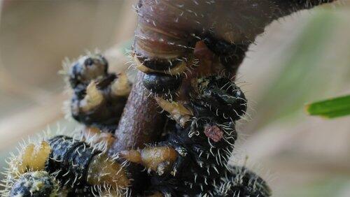 Part Three: Hive Minds Part Three: Hive Minds