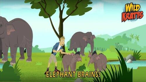 Elephant Brains! Elephant Brains!