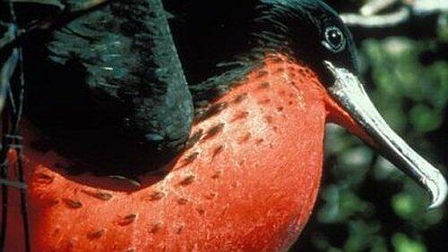 Islands of the Vampire Birds Islands of the Vampire Birds