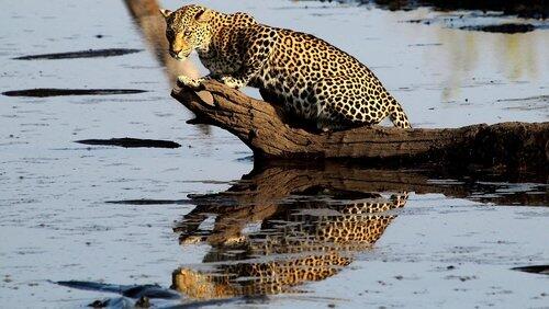 Africa's Fishing Leopards Africa's Fishing Leopards