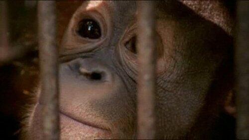 The Orangutan King The Orangutan King
