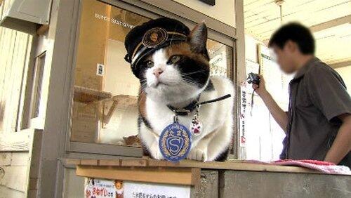 The Cat Stationmaster Who Rescued a Railway The Cat Stationmaster Who Rescued a Railway