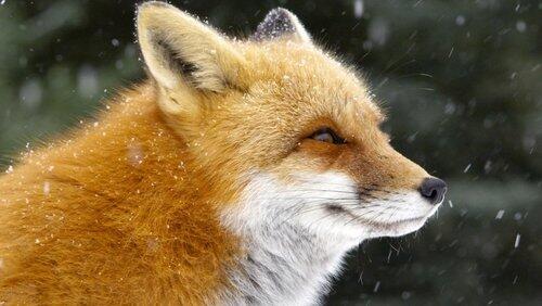 Fox Tales Fox Tales