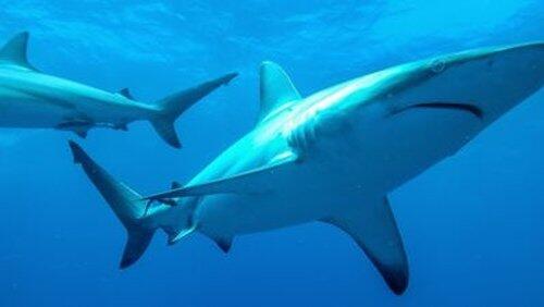 Killers of the Deep Killers of the Deep