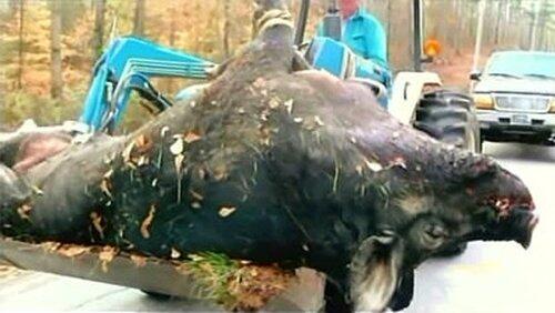 Mega Hog Mega Hog