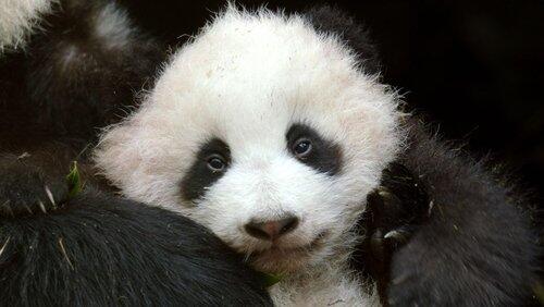 Pandas: Born to Be Wild Pandas: Born to Be Wild