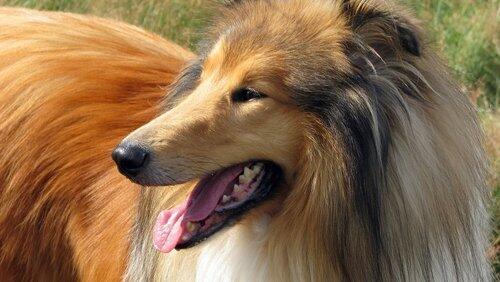 Dogs That Changed The World: Dogs by Design Dogs That Changed The World: Dogs by Design