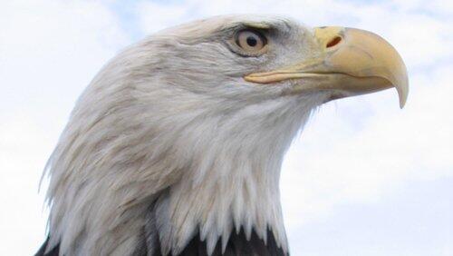 American Eagle American Eagle