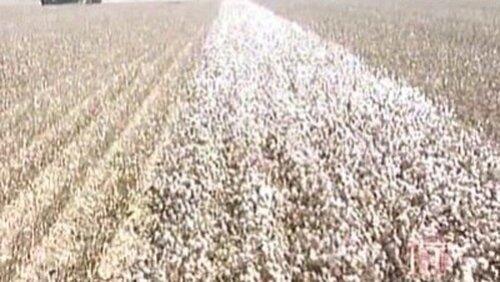 Cotton Cotton