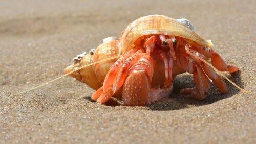 Seashore Seashore