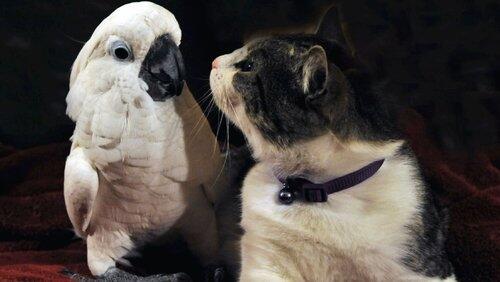 The Tale of the Cockatoo and the Kitty Cat The Tale of the Cockatoo and the Kitty Cat
