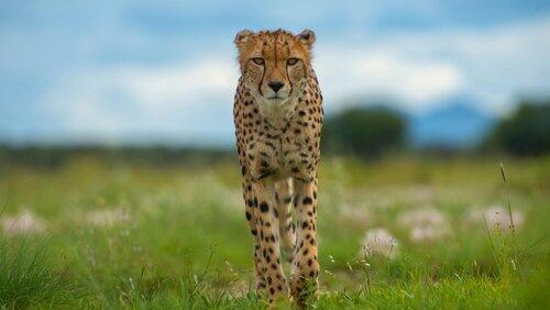 Animals with Cameras: Part 2 Animals with Cameras: Part 2