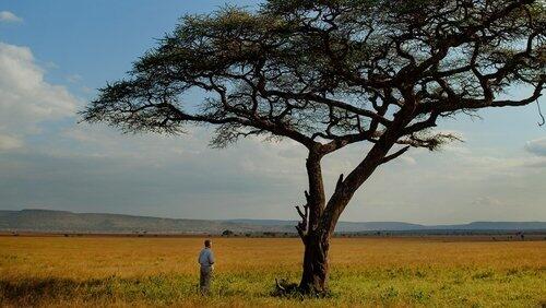 The Serengeti Rules The Serengeti Rules