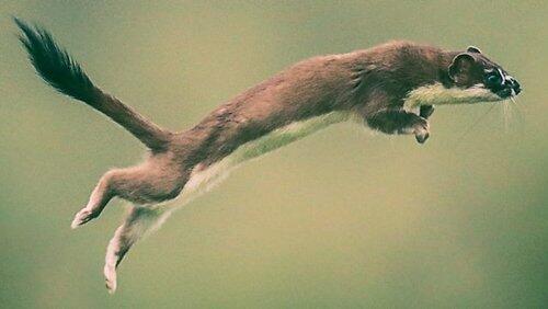 Weasels: Feisty and Fearless Weasels: Feisty and Fearless